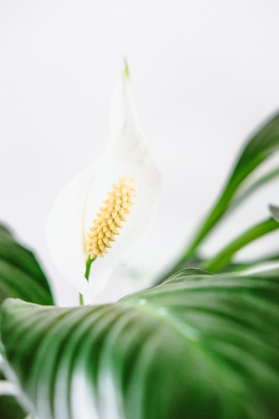 白马蹄莲